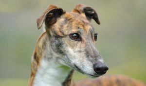 greyhound hund