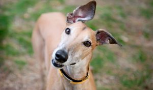 greyhound norge
