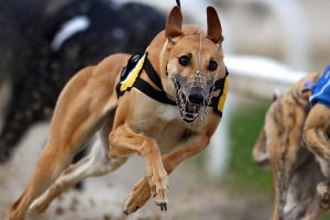 greyhound hastighet